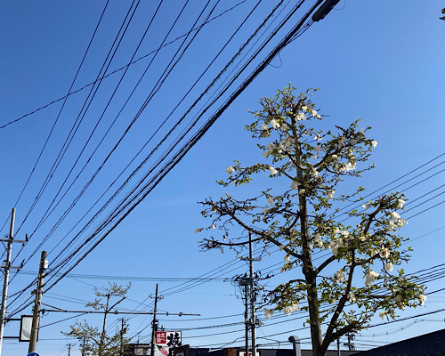 img_2025-05-01-184740.jpeg